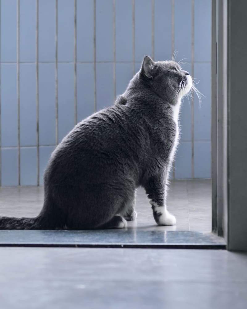 Cat at Animal Hospital in Augusta