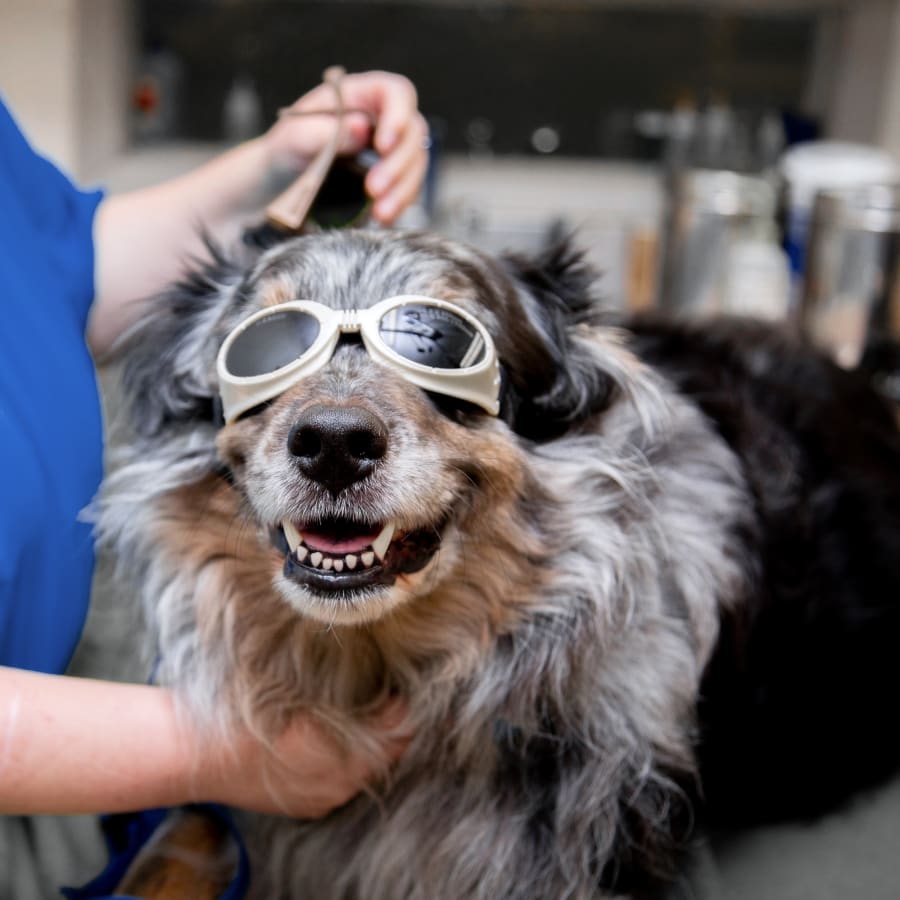 Cold Laser Therapy for Dogs & Cats in Augusta | Pet Laser Therapy